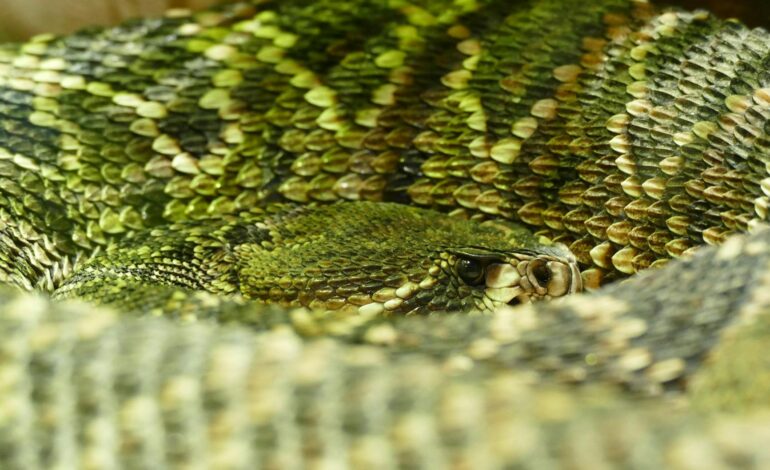 A person holding a Bible with a sunrise in the background, symbolizing active faith and spiritual growth